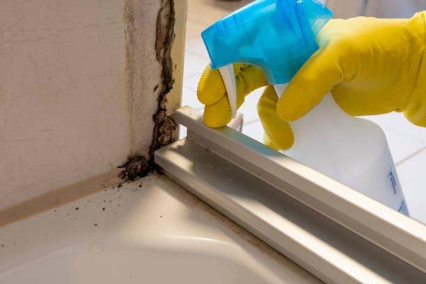 Best DIY Mold Remediation Support Services in Jasper, AL